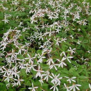 Mexican feather grass