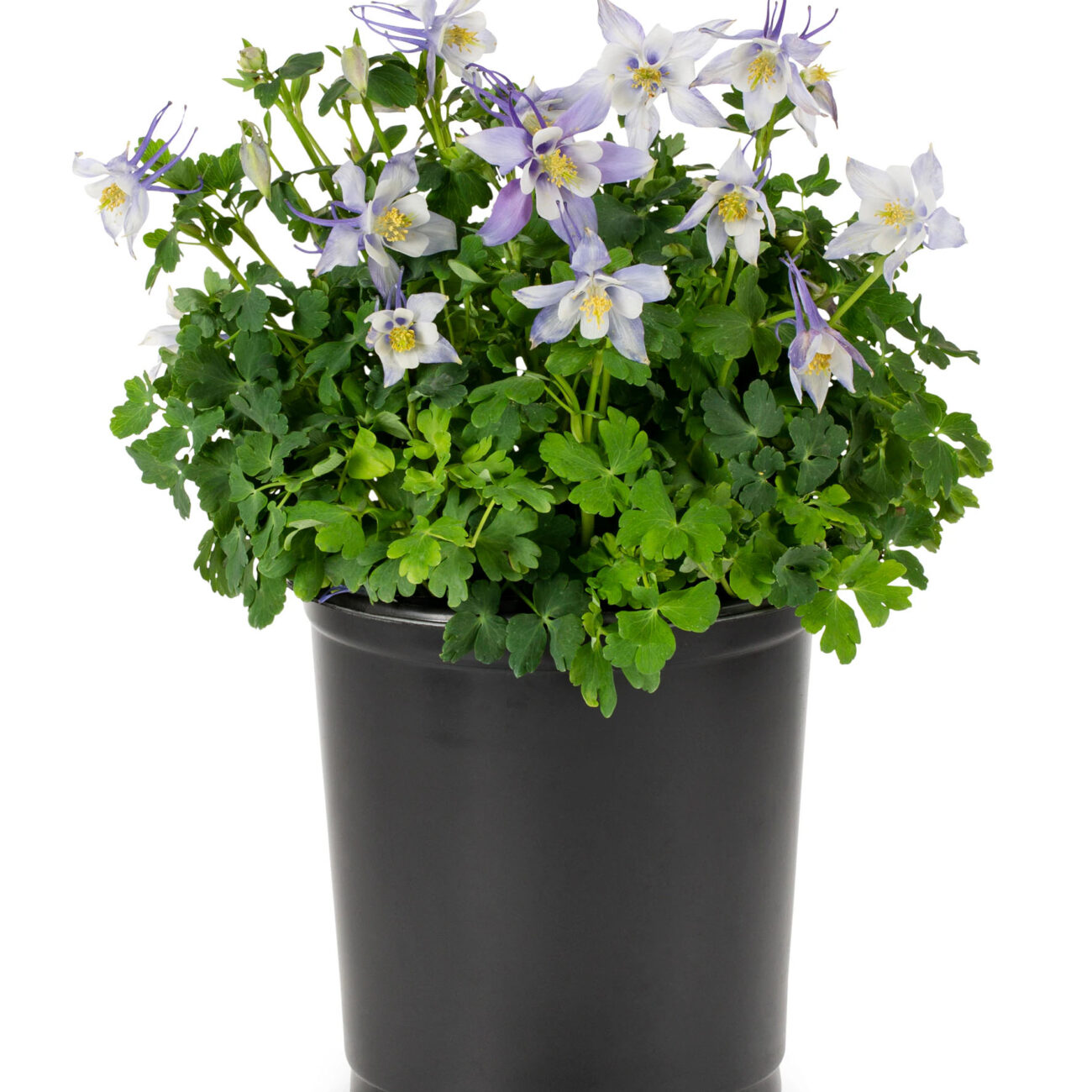 Columbine Roots Assorted – Harrisonburg Landscaping | Grass Roots