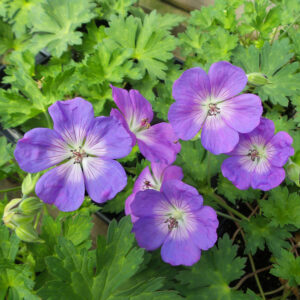 Cranesbill, Geranium