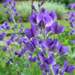 False Indigo, Baptisia -Gal.