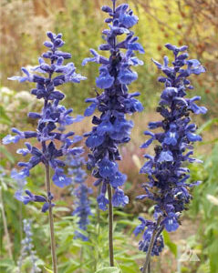 Salvia, Sage