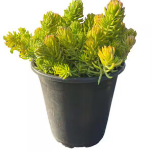 Sedum (Assorted Gal.)