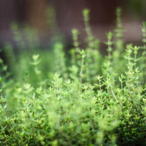 Thyme, 4"