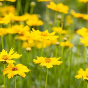 Tickseed, Coreopsis